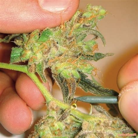 chanel weed